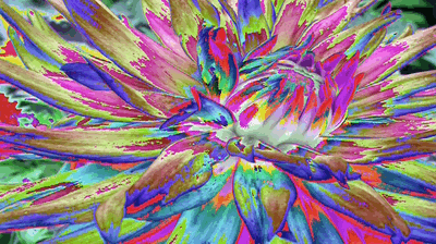 FlowerAni.gif