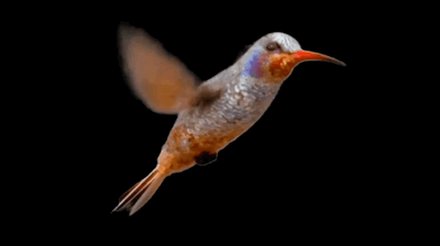 HummingBird.gif
