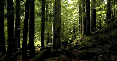 Rainforest.gif