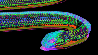 Snake.gif