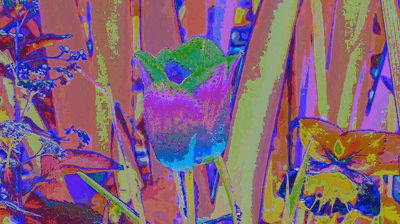 flower.gif